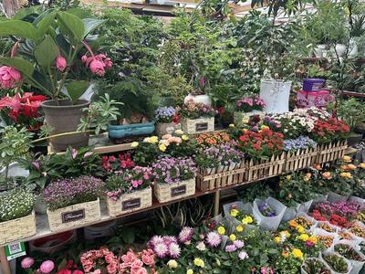 春風(fēng)有信花為禮，婦女節(jié)鮮花銷售持續(xù)升溫