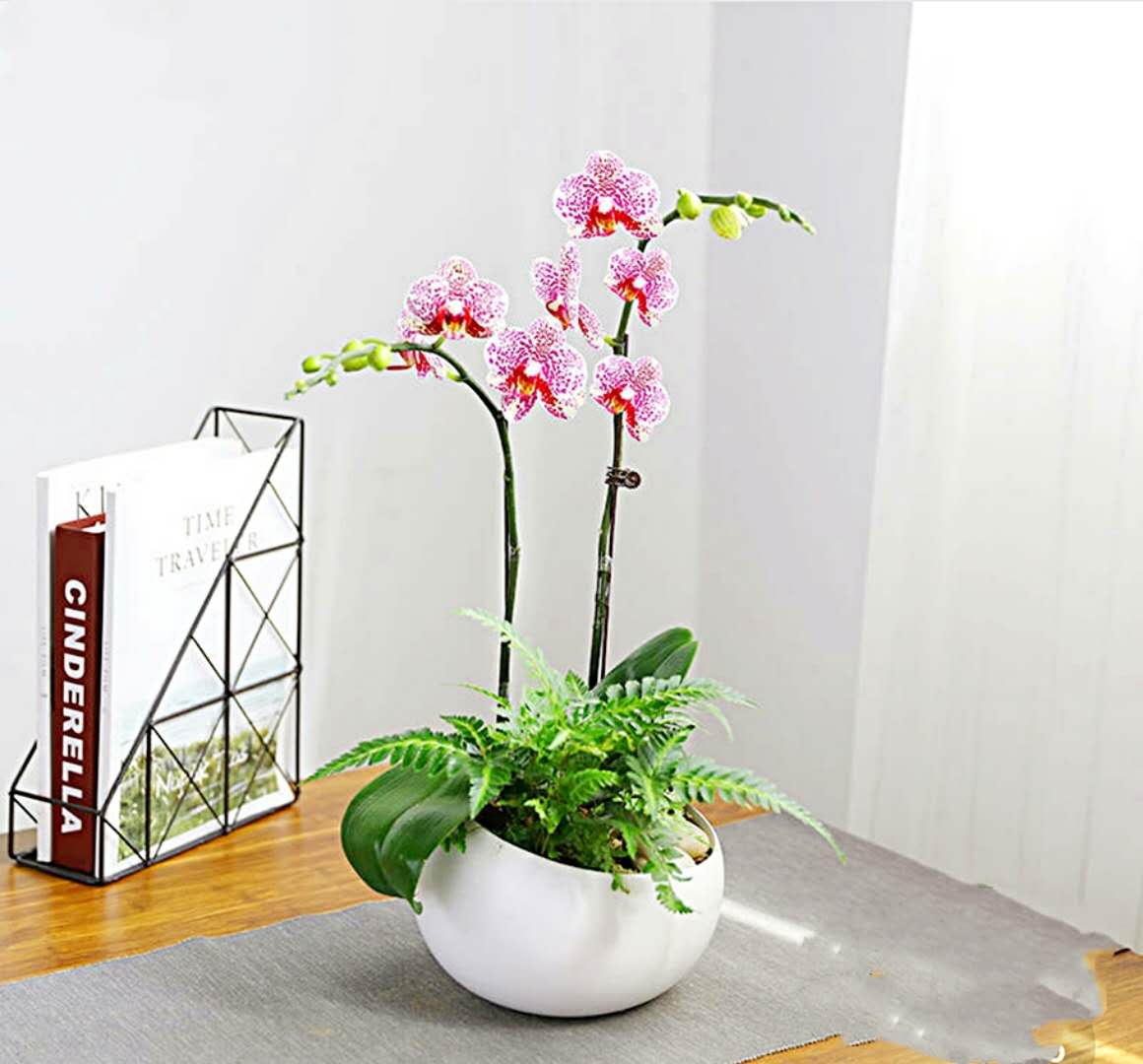 禮品花卉銷售指南 蝴蝶蘭、君子蘭等精品花卉的選擇與養(yǎng)護(hù)