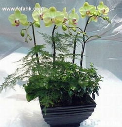 簡(jiǎn)約之美，禮深情長(zhǎng) 愛(ài)花兒茗禮網(wǎng)引領(lǐng)品質(zhì)禮品新風(fēng)尚
