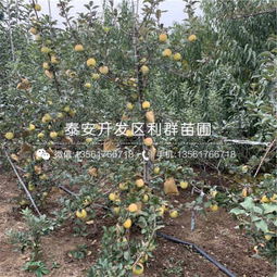 泰安金冠蘋(píng)果苗價(jià)格解析與禮品花卉市場(chǎng)新趨勢(shì)