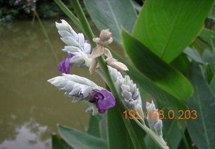 探尋優(yōu)質(zhì)香蒲價(jià)格與供應(yīng) 玉倫花卉的專(zhuān)業(yè)解析
